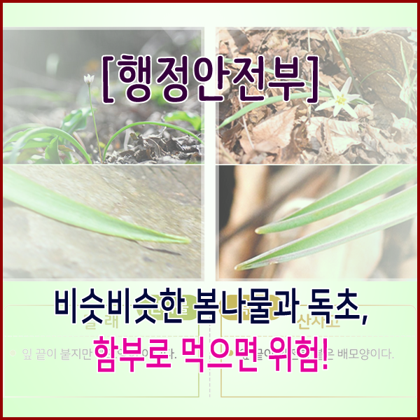  [행정안전부] 비슷비슷한 봄나물과 독초, 함부로 먹으면 위험!