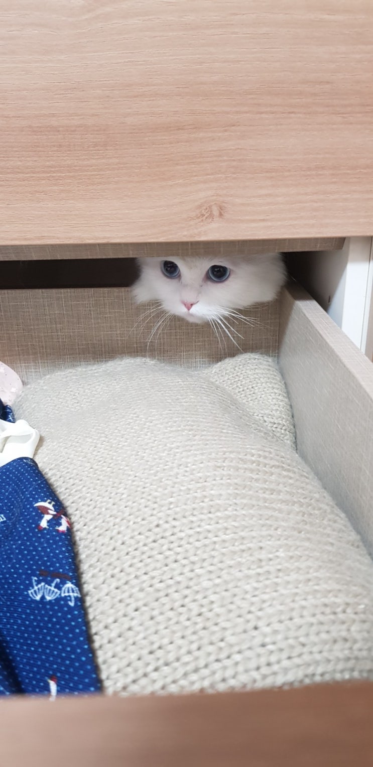  [고양이야기]야옹!어디숨었냐옹!!!!숨박꼭질이냐옹