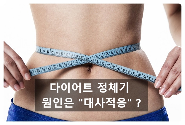  (인계동pt) 다이어트 정체기 대사적응때문이라고?
