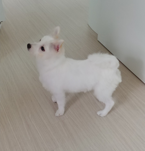  견생일기 04 - 첫 산책