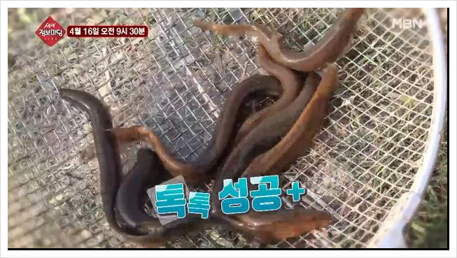  생생정보마당 대왕미꾸라지 판매 위치 4월 16일 방송