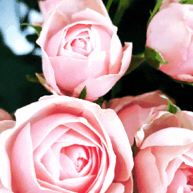  스프레이장미,분홍장미,장미꽃관리법,꽃다발꽃관리법,절화관리법:)