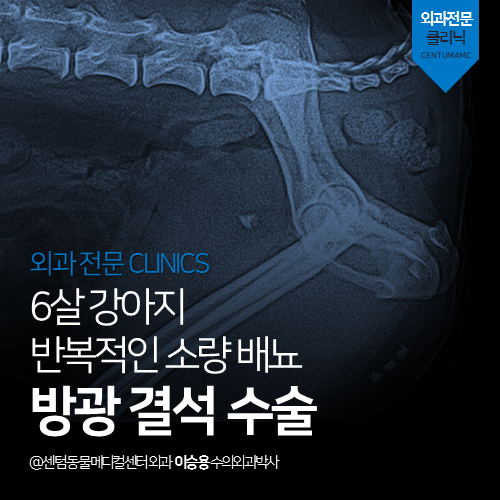  [외과] 6살 강아지 방광 결석 - 반복적인 소량 배뇨 (부산 수영구 광안동 민락동 망미동 수술 전문 동물병원)