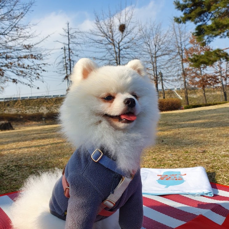  [유기견 입양] 백곰 포메라니안 입양 2탄 : 똥꼬발랄 사랑스러움 뿜뿜 :3