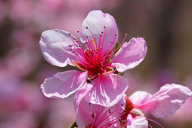 청주 율량동 주꾸미꾸러기 <복숭아꽃피는 가게> 2