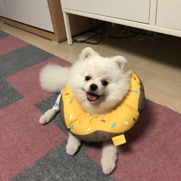  [유기견 입양] 백곰 포메라니안 입양 1탄 : 누나한테 와줘서 너무 고마워 울 백곰이 with. 다시사랑받개