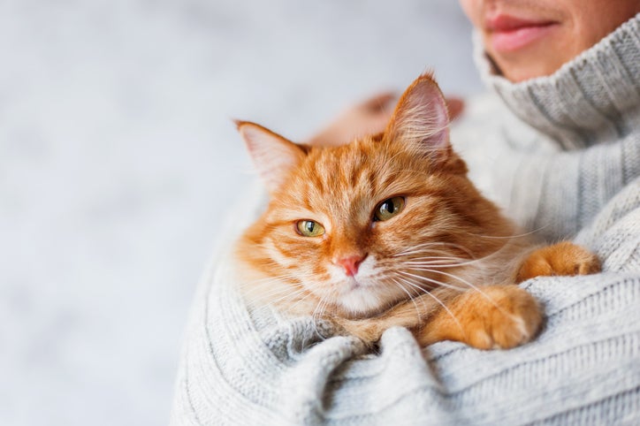 집사가 옆에 있어야만 밥 먹는 냥이, '분리불안' 아니라고요? : 네이버 블로그 집사가 옆에 있어야만 밥 먹는 냥이, '분리불안' 아니라고요? : 네이버 블로그