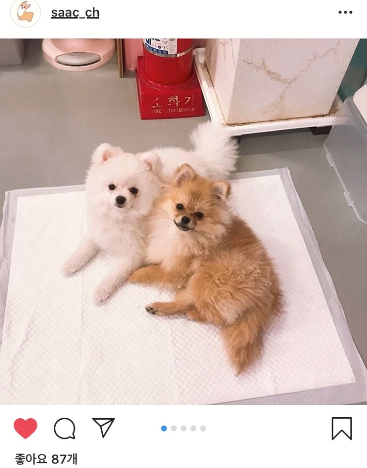  다시사랑받개 : 유기견 입양 카페 ! 사랑스러운 댕댕이들과 냥이를 커피 한잔으로 살릴 수 있는 곳 :)