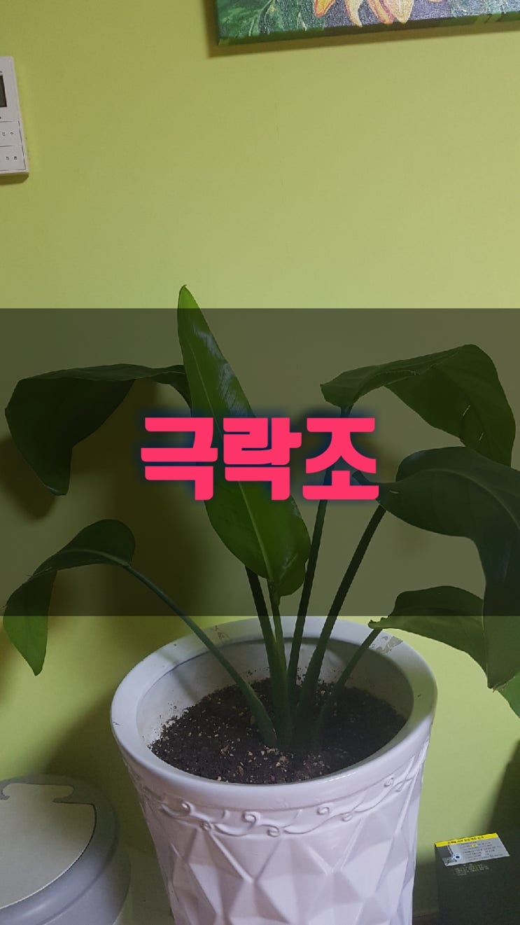 극락조 , 여인초키우기  물주기      꽃말처럼 이름값하는  순둥이