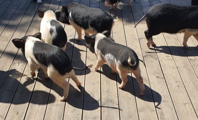 돼지에 관한 모든 것이 있는 원주 돼지문화원