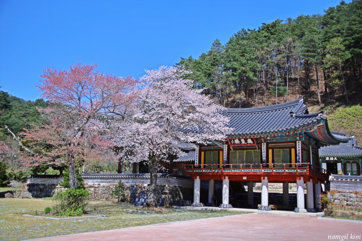 강원도 여행, 영화 봄날은간다 촬영지 삼척 신흥사 봄풍경