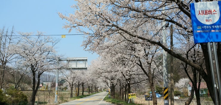  천안 북면 벚꽃길