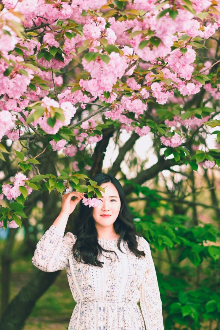  아이와 함께 가기 좋은 경남 창원 겹벚꽃 명소 '어린이교통공원'(주차장, 개화 시기)
