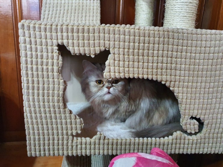 고양이 캣타워 - 고양이대통령 고양이 캣타워 - 고양이대통령