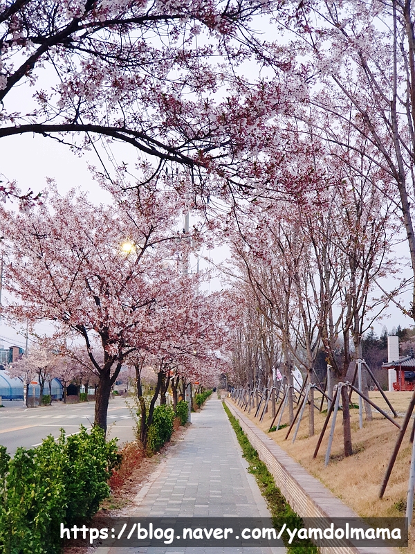 기배동역사공원:) 달밤의 벚꽃구경하기 좋고 산책하기 좋은 공원