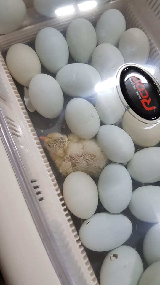  귀염뽀작 청계 병아리 부화기 너무 귀엽잖아 한번 보고가세요