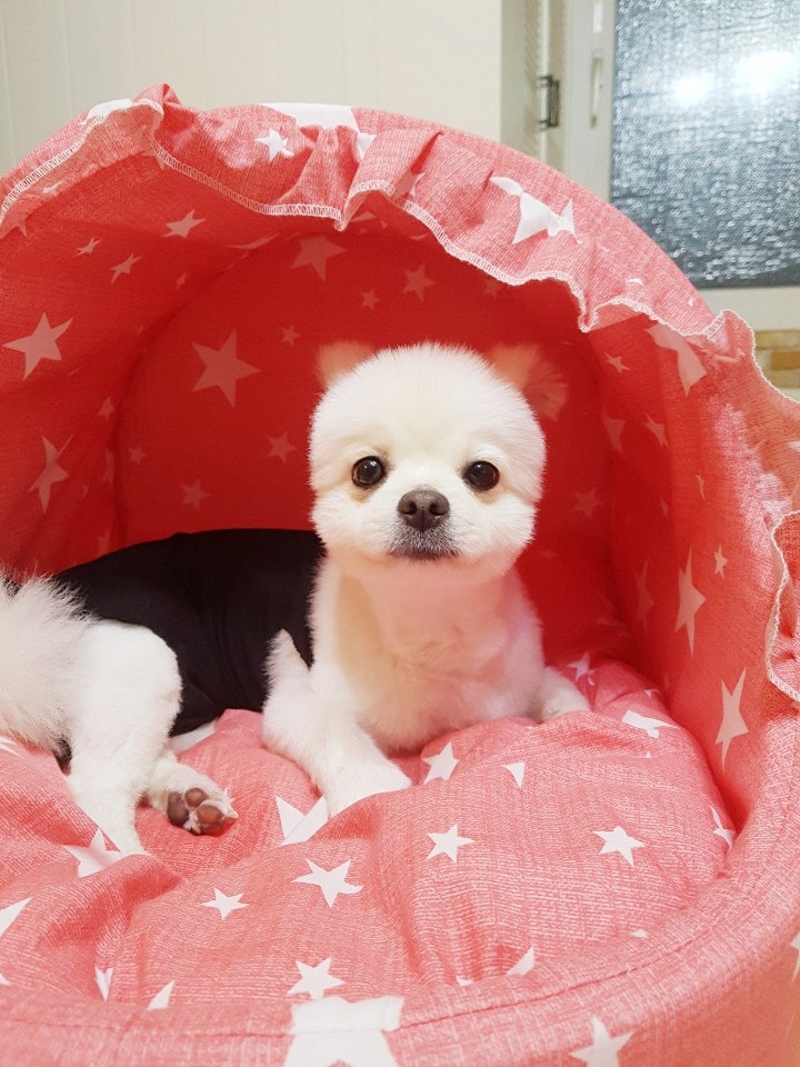[19.03.12] 강아지 환자복 셀프 만들기 (중성화수술, 넥카라대신)