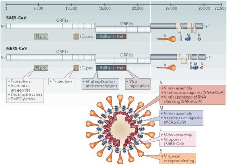 Ì½”ë¡œë‚˜ë°”ì´ëŸ¬ìŠ¤ Ìœ ì „ì²´ì™€ Ë‹¨ë°±ì§ˆ Ê·¸ë¦¬ê³  Ì²´ë‚´ Ìž‘ë™ì›ë¦¬ Ë„¤ì´ë²„ Ë¸”ë¡œê·¸
