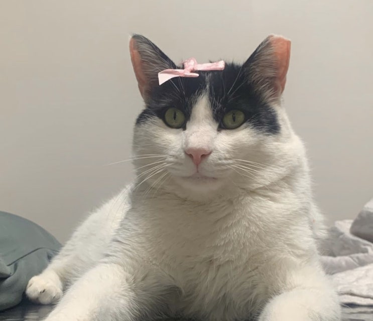  가출한 고양이 모모가 돌아왔어요(!)/ 길냥이 치료기 1탄/ 수원 이지훈 동물병원