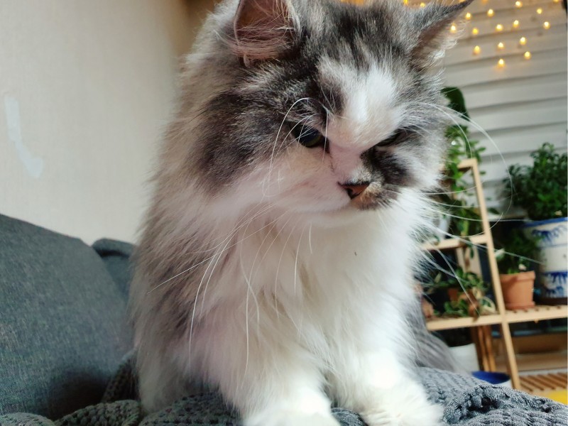 고양이 신부전증 - 남은 시간도 행복하자, 구름아. : 네이버 블로그