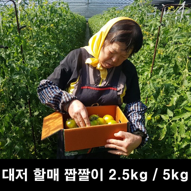 [대저 할매 짭짤이] 고당도 대저 짭짤이 토마토 5kg 2.5kg, 1box, 01) 대저 찰토마토(랜덤과 2.5kg) 추천해요