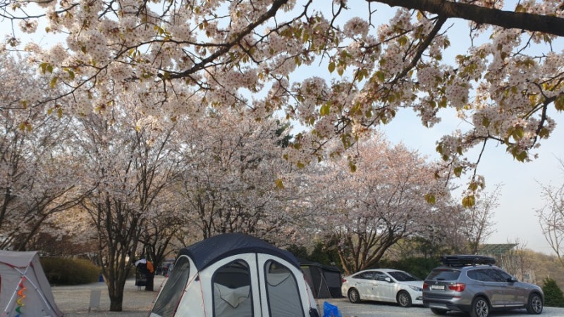 경기도 안성 비봉산 오토캠핑장 벚꽃캠핑, 가족캠핑