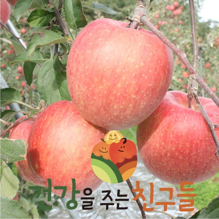 건주친 산지직송 사과 경북산 빨간 사과8kg, 1박스, 사과(흠과)8kg소과40~48과내외(포장재포함) 추천해요 건주친 산지직송 사과 경북산 빨간 사과8kg, 1박스, 사과(흠과)8kg소과40~48과내외(포장재포함) 추천해요