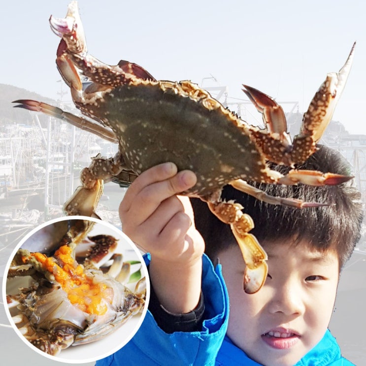  진짜 나만 알고 싶은 태안꽃게 - [태안 준이네] 살아있는 알베기  (With '위험한 소식)