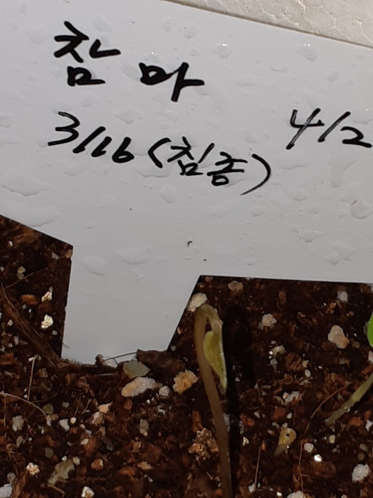  참마 주아 발아