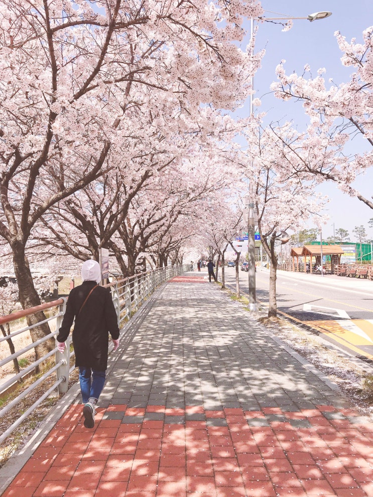  내가찍은 벚꽃사진 방출!올해도 벚꽃봐서 행복(캐논m10,아이폰7 푸디어플)
