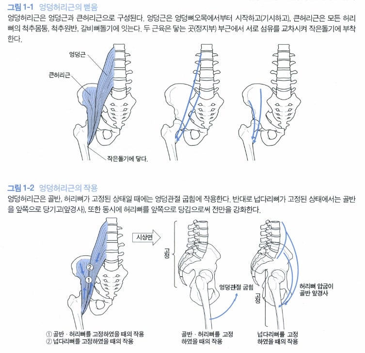 엉덩관절(고관절)에 관계되는 근육, 장요근, 장골근, 대요근 : 네이버 블로그