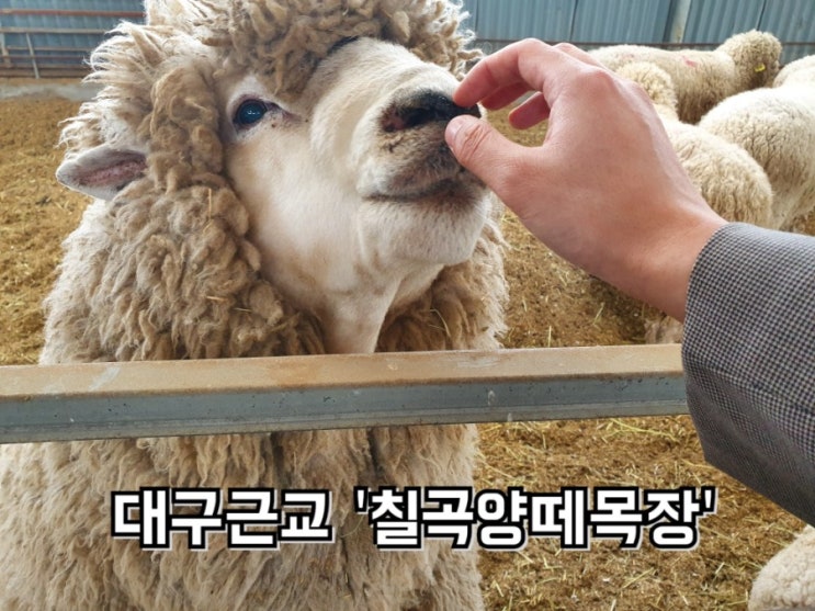  칠곡양떼목장(칠곡 산에 위치한 대구양목장) : 경북데이트추천코스(양떼목장)
