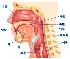  구강장애 침샘장애 구강내종양 - 원인 치료 검사 간호 문헌고찰 케이스