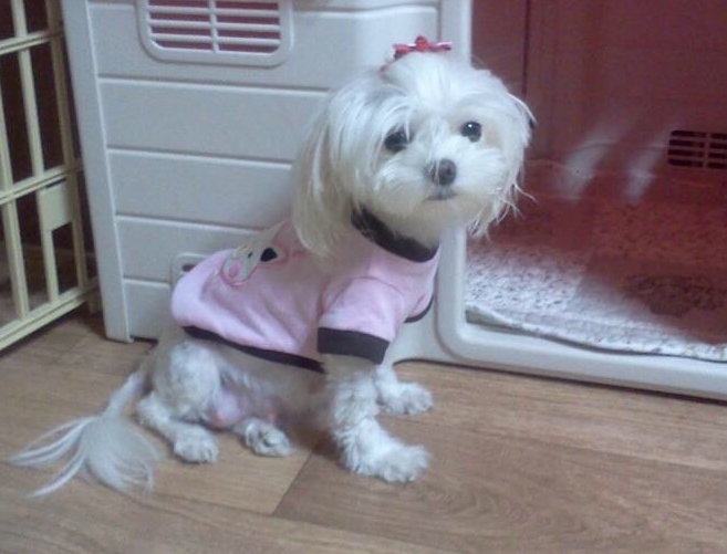  광진구 성동구 동대문구 강아지 장례 고양이 화장, 반려동물 장례식장의 최선의 결정