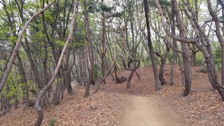  봄 산행. 너무 예쁜 산길 공유합니다