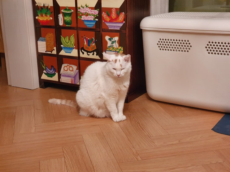  흰둥이 독사진