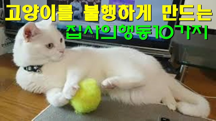 고양이가 싫어하는행동10가지 고양이가 싫어하는행동10가지