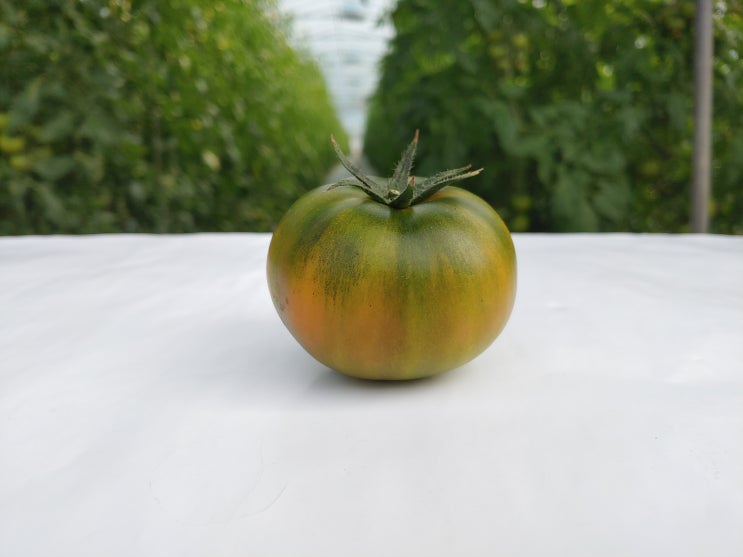 2020년 대저농장 대저 짭짤이 토마토 주문 안내 및 접수