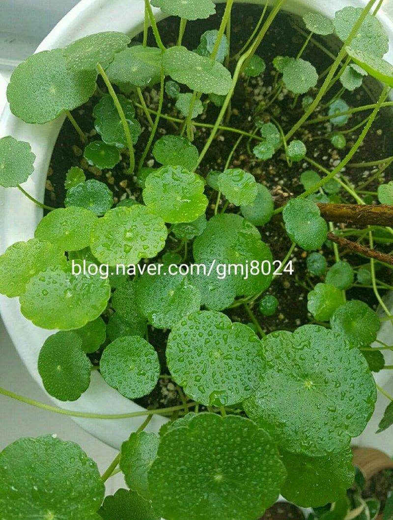 워터코인.물동전 : 네이버 블로그