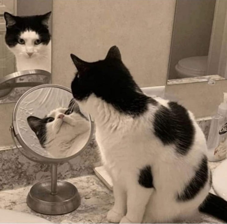  강아지 고양이 짤 모음