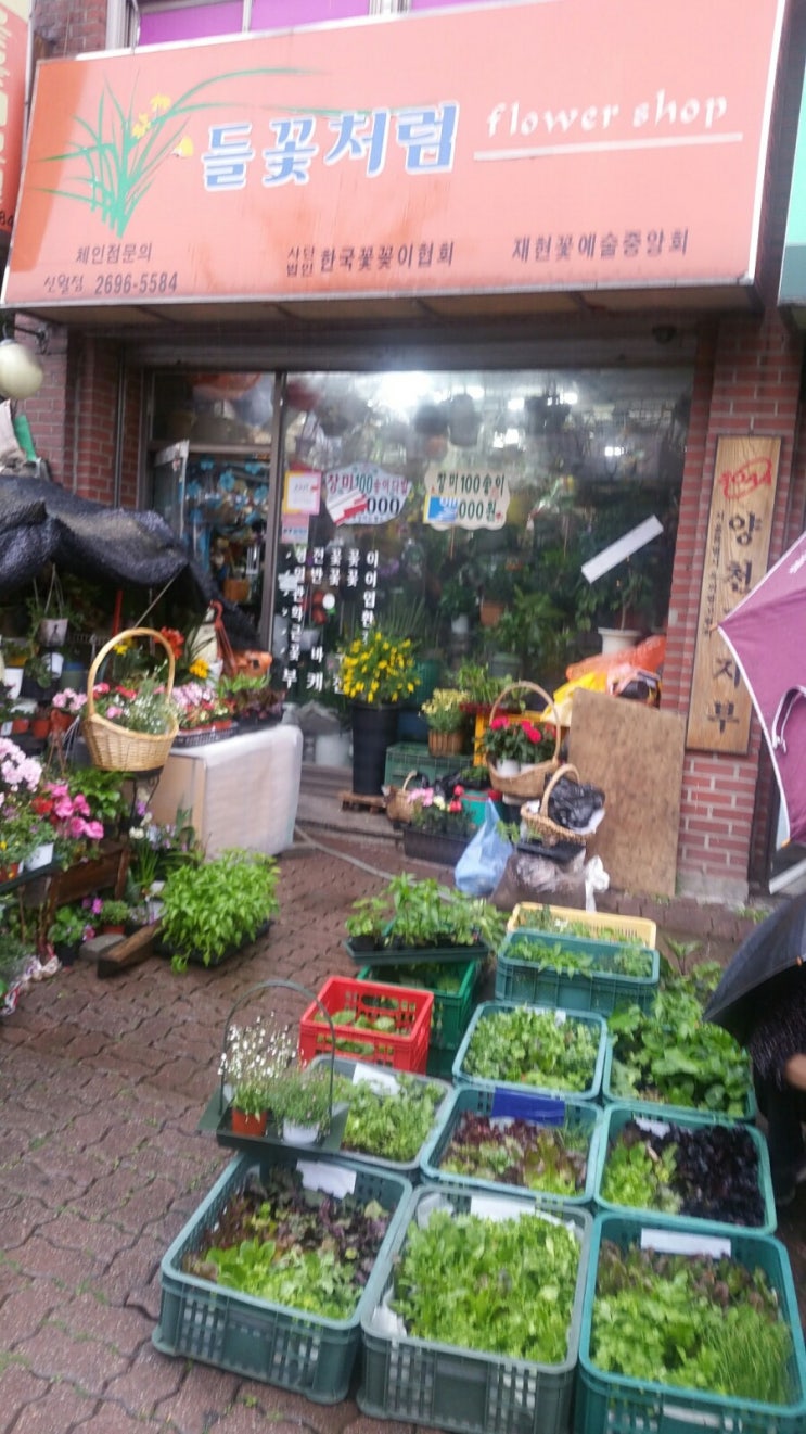 우리집 베란다 텃밭 꾸미기~이번엔 성공하고 프다.