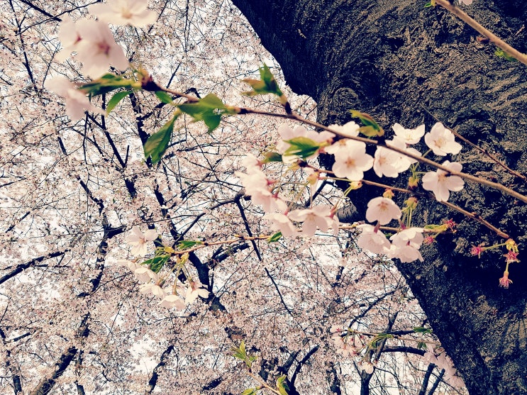 가볍게 산책하며 데이트 하기 좋은 서울 올림픽공원. 벚꽃은 이제 끝났지만 예쁜 철쭉이 피고 있네요.