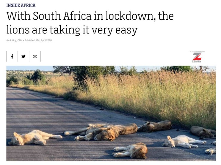 코로나에 따른 풍경~(남아공 사자)