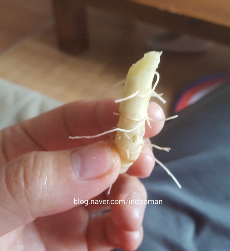  둥굴레 효능 / 부작용