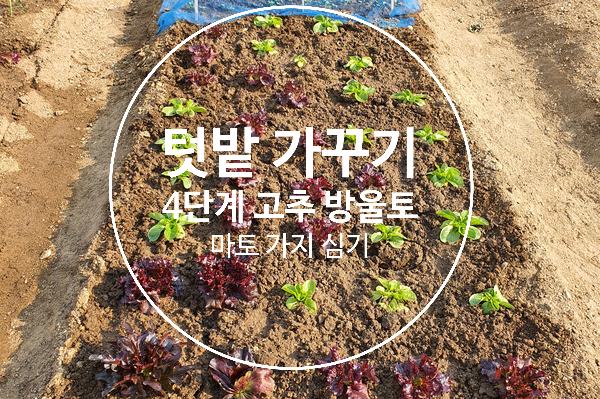  텃밭 가꾸기 4단계  고추 방울토마토 가지 땅콩 심기