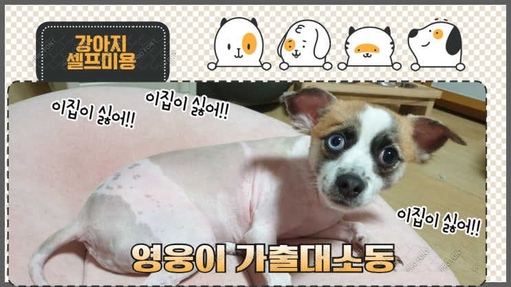 강아지 셀프미용 준비물. 영웅이 가출 대소동. 아빠는 영웅이 안티 강아지 셀프미용 준비물. 영웅이 가출 대소동. 아빠는 영웅이 안티