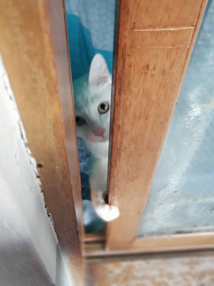  우리 고양이 귀에 염증이 생겼나요..?