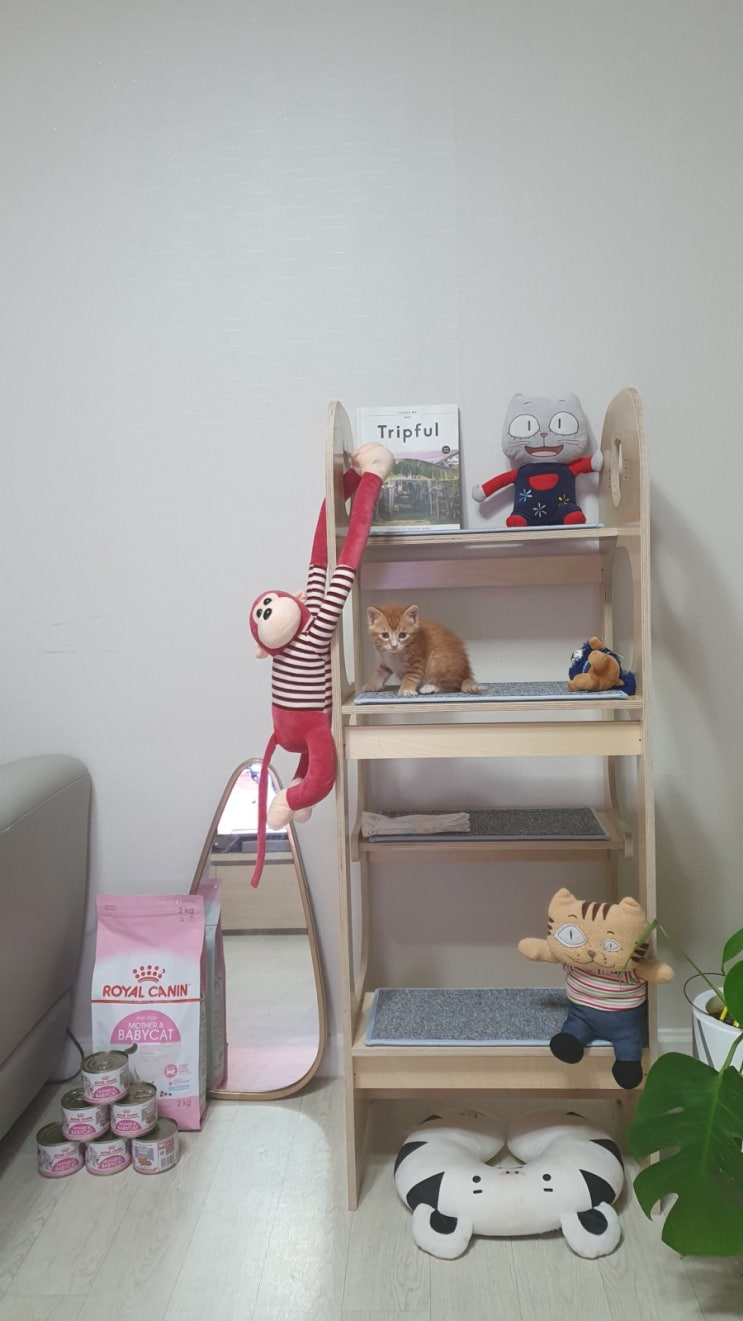  아깽이 캣타워 구입) 크릭원목 캣타워