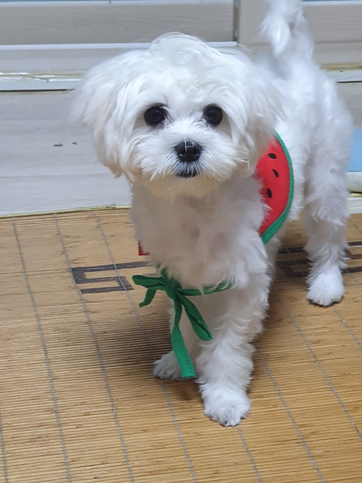  팜이 앨범
