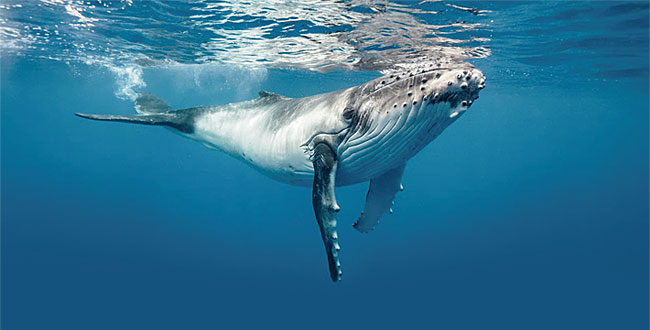 [생물도감] 대왕고래 - 세상에서 제일 큰 동물